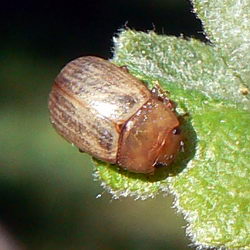 Gonioctena pallida Gonioctena pallida